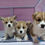 Thumbnail: Pombroke Welsh Corgi Puppies