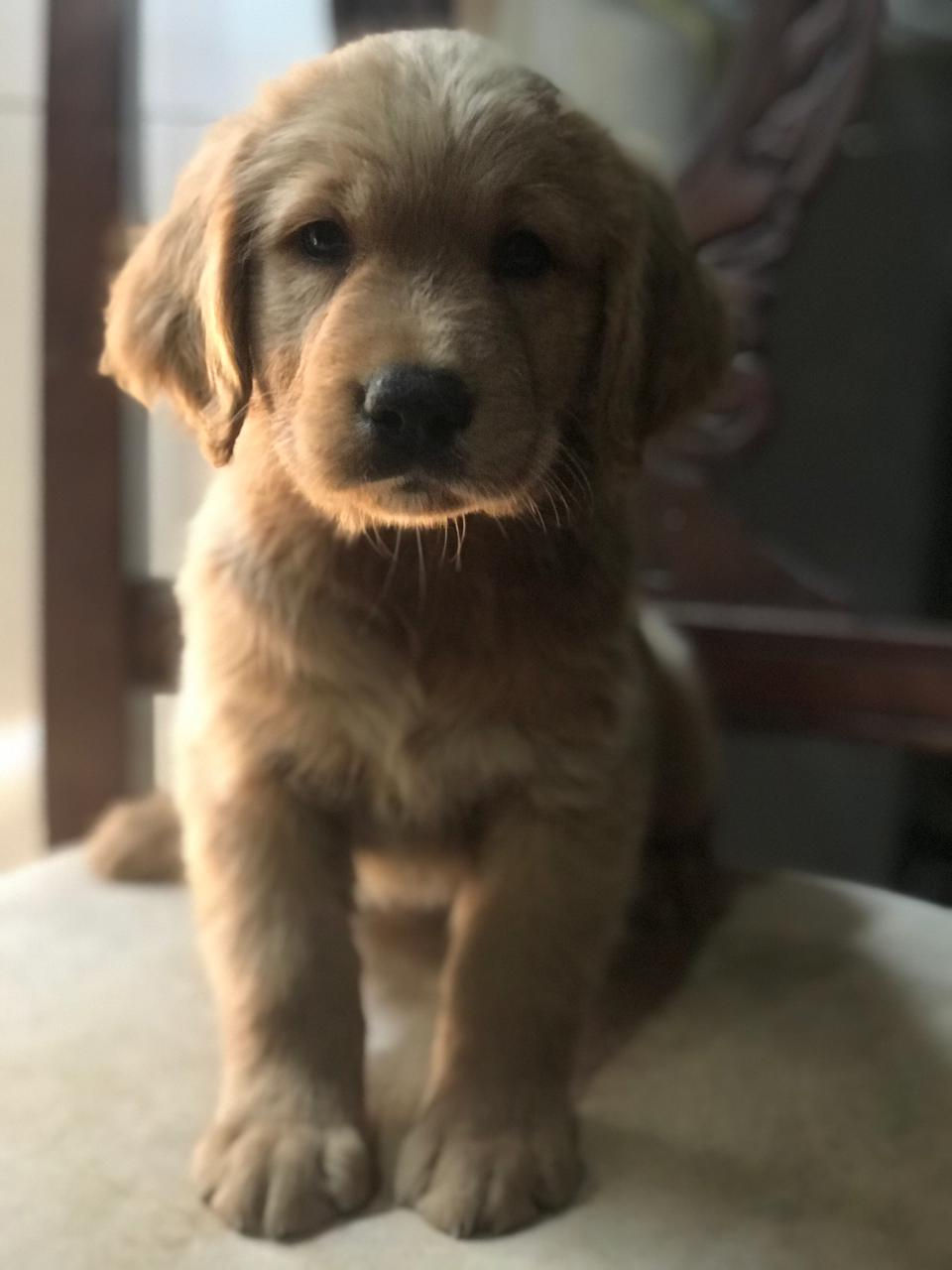 Miniature : Golden Retriever Golden Color 5