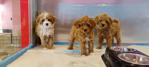 Toy Poodle Tan Toy Poodle Available Puppiesindubai