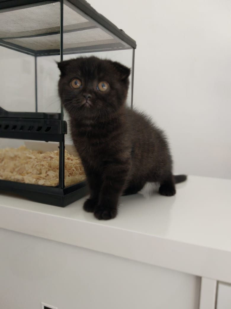 縮圖：Scottish fold Male kitten 3
