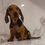 Thumbnail: Dachshund Puppies 