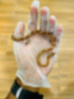 Corn Snakes