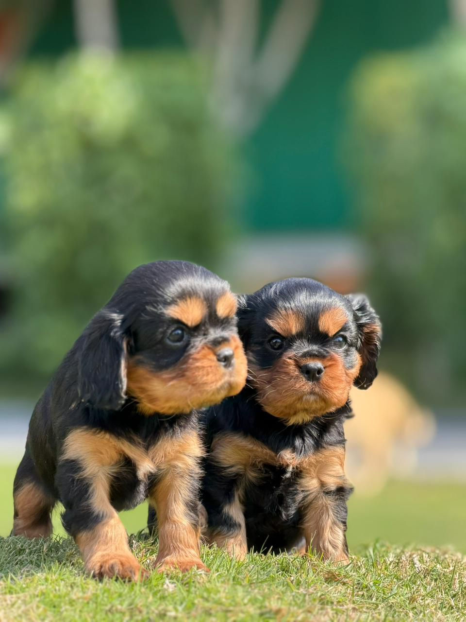 King charles Cavalier 