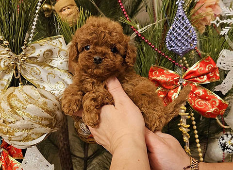 Tea Cup poodle Petholicks