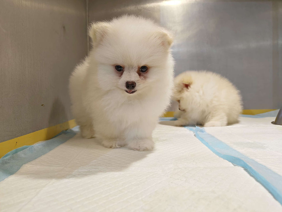 Miniature : Tea Cup Pomeranian  3