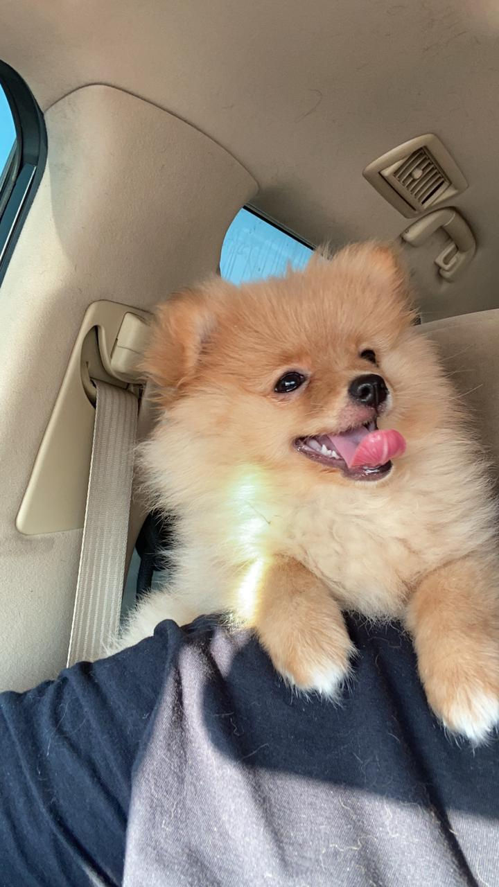 Pomeranian puppy 1