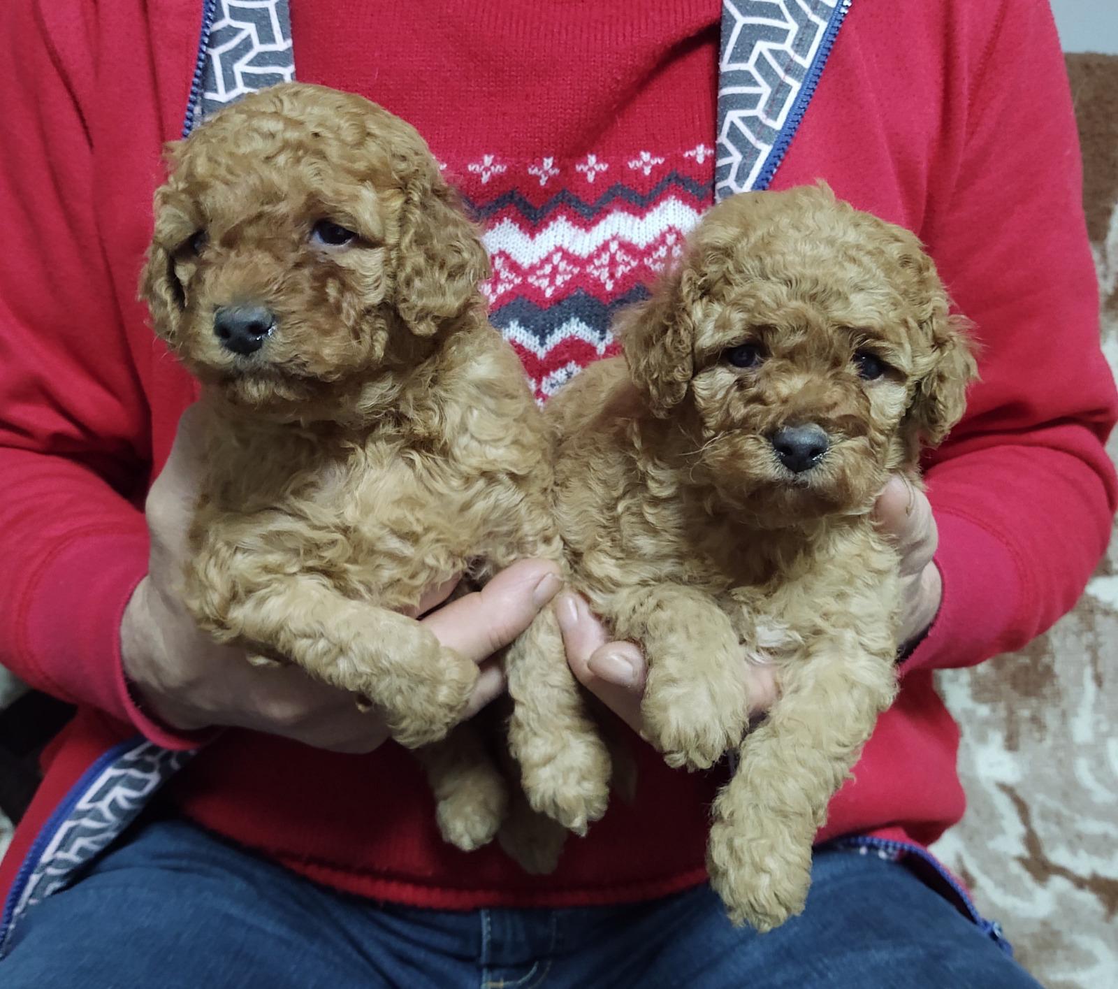 toy poodles