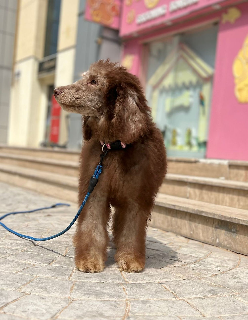 Miniatura: Standard Poodle 