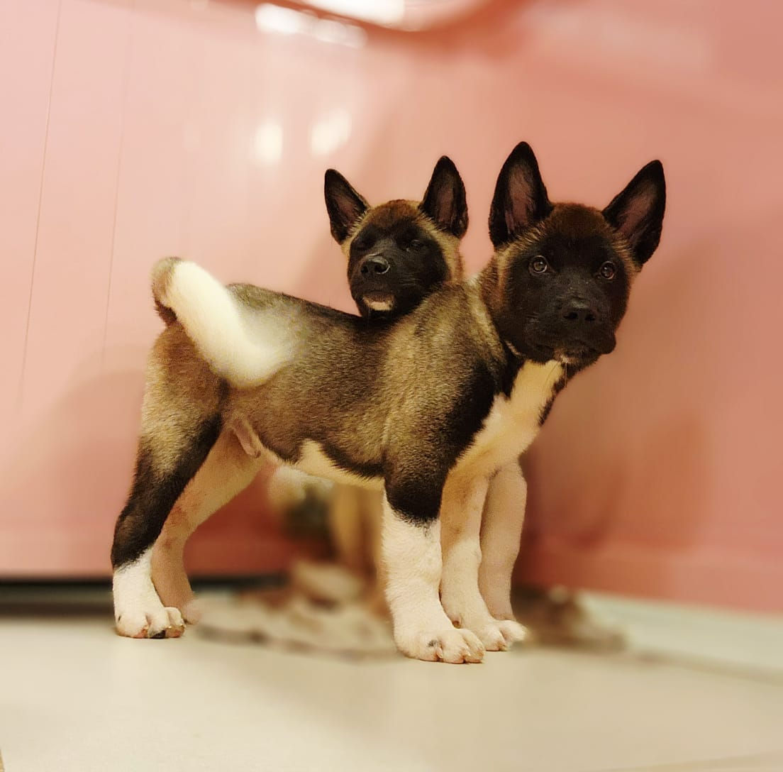 Americian Akita Pups 