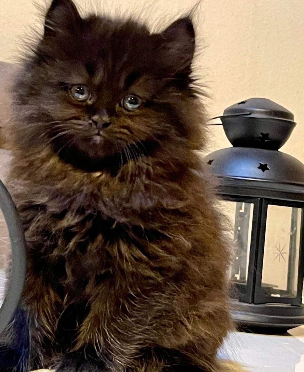 Black persian kitten