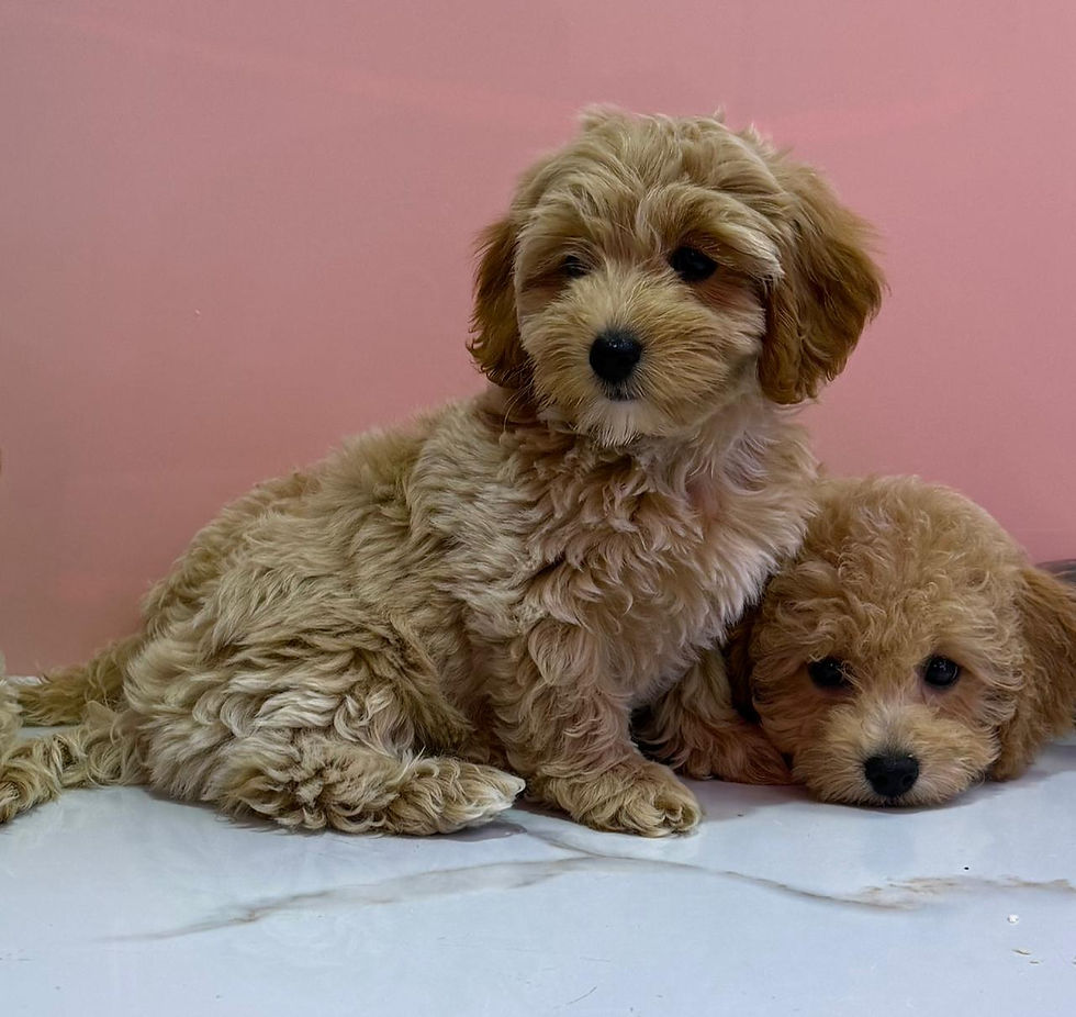 Thumbnail: Maltipoo Puppies 