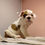 Thumbnail: English Bullsog Pups