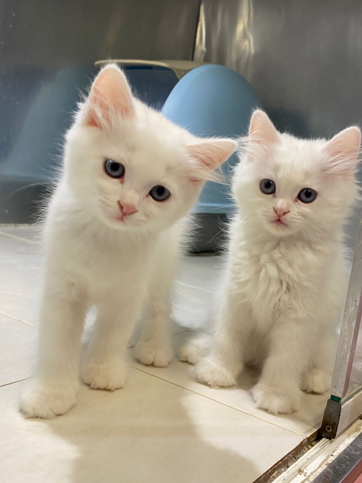 Persian Kittens