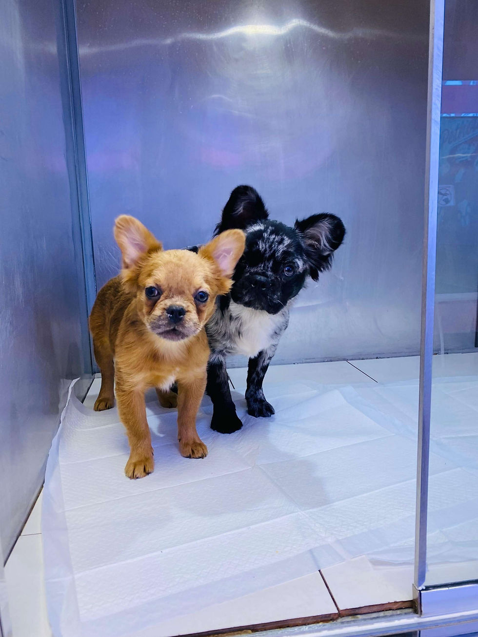 Miniature : Fluffy French Bulldog Puppies  2