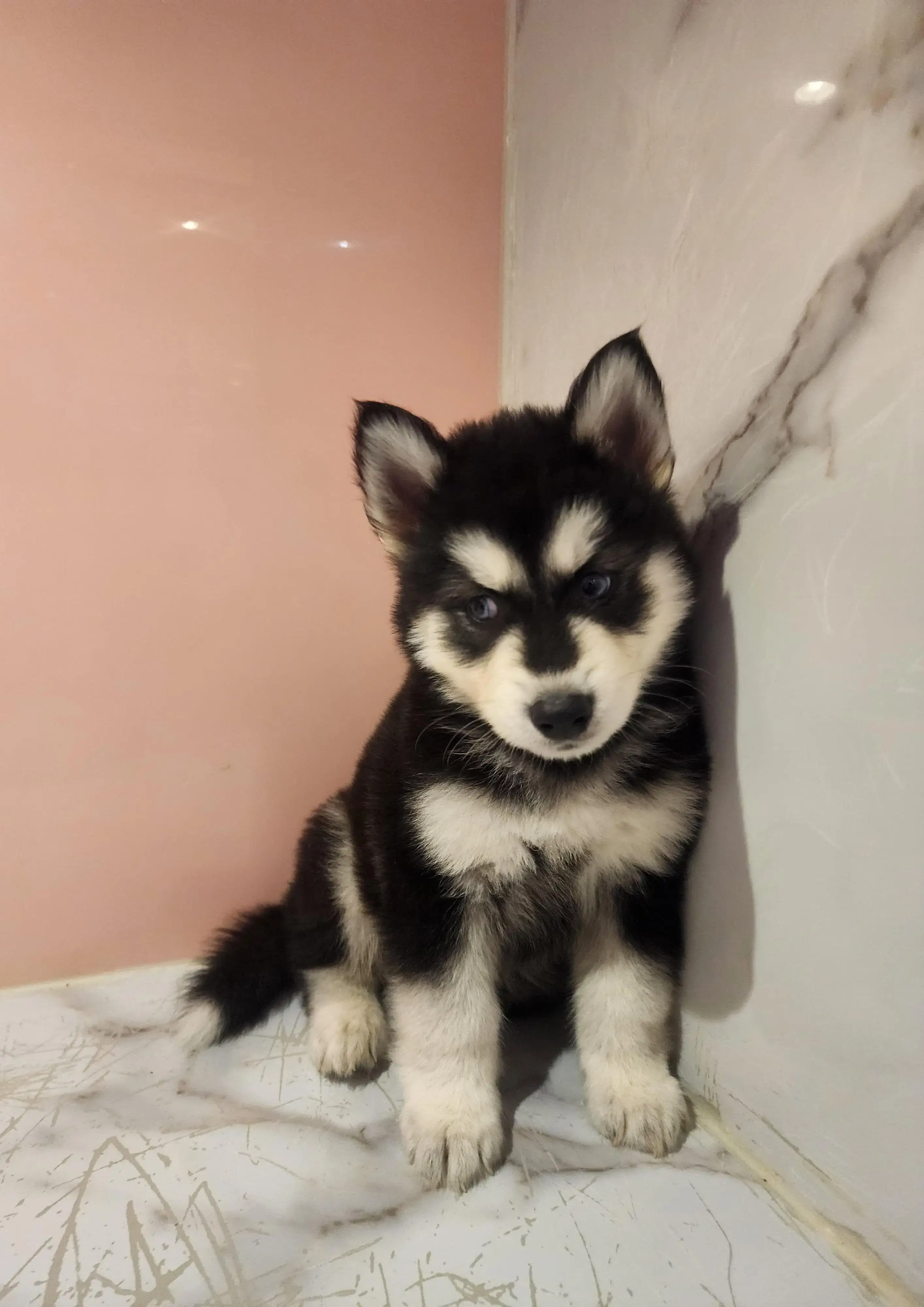 Chiot Husky