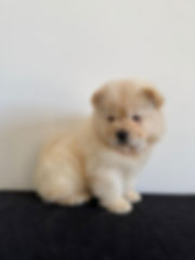 Chowchow puppy
