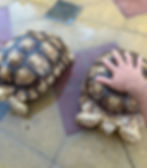 Sulcate tortoise