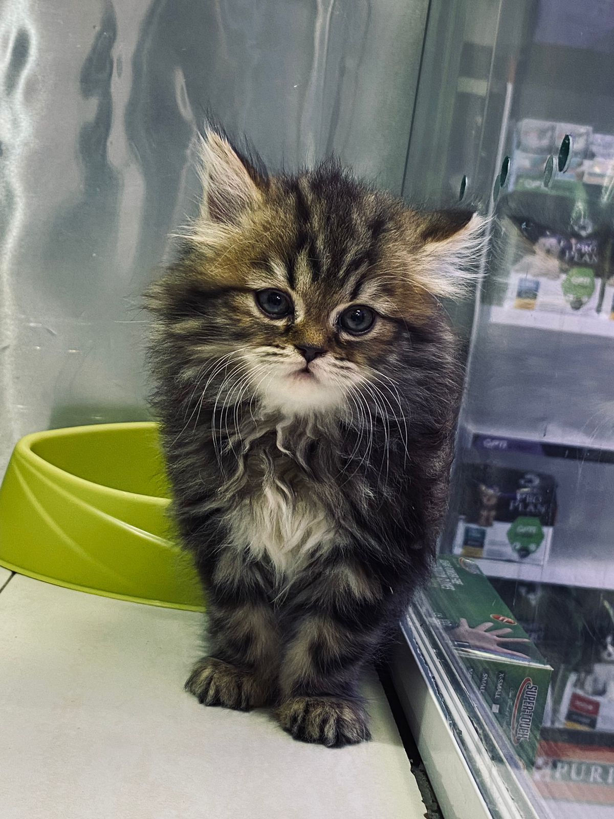 Adorable Siberian kittens