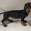 Thumbnail: Miniature Dachshund puppies 