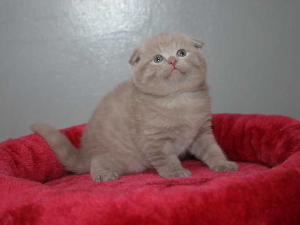الصورة المصغرة: Grey Tabby Scottish Fold Kitten 4