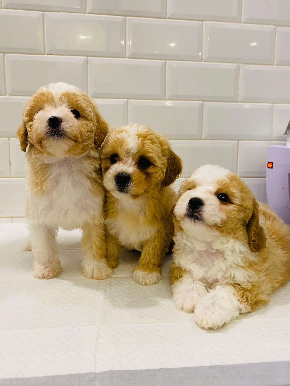 Cutest Maltipoo Pups 1