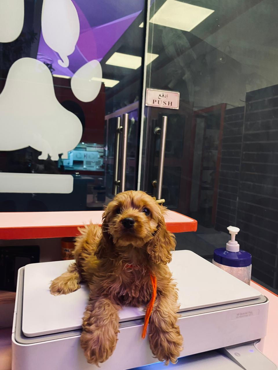 Thumbnail: Cocapoo Puppy