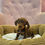 Thumbnail: Miniature dachshund puppies 