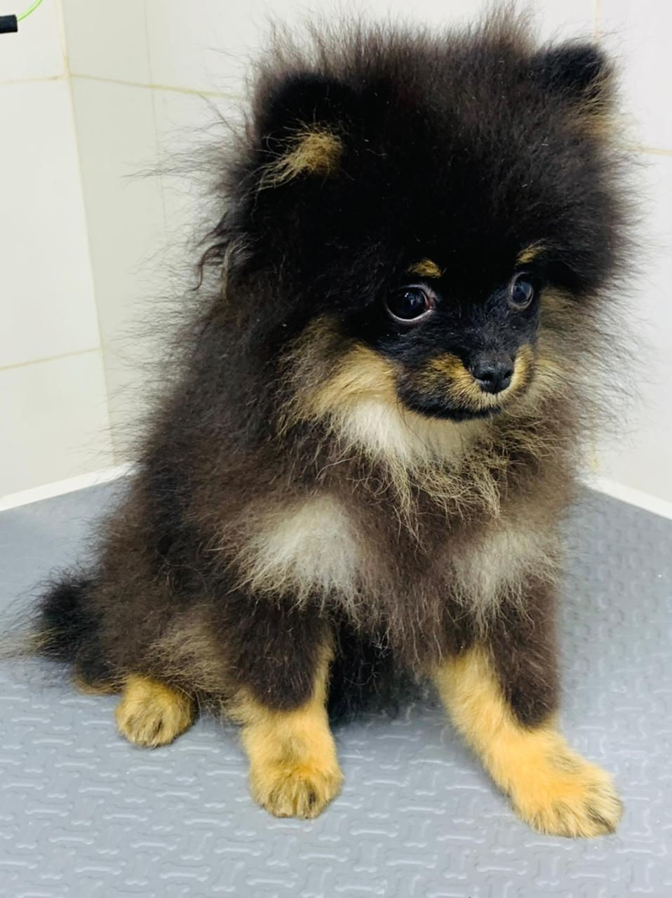 Miniature : Toy Pomeranians Puppies  3