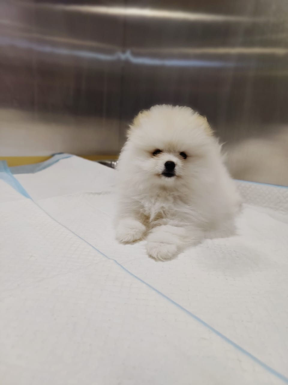 Miniature : Toy Pom Female 5