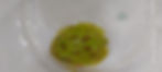 Pacman frogs