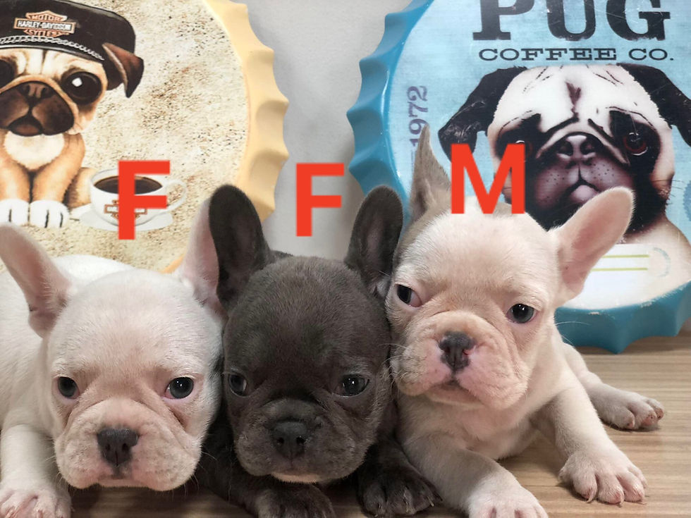Thumbnail: French bulldog puppies