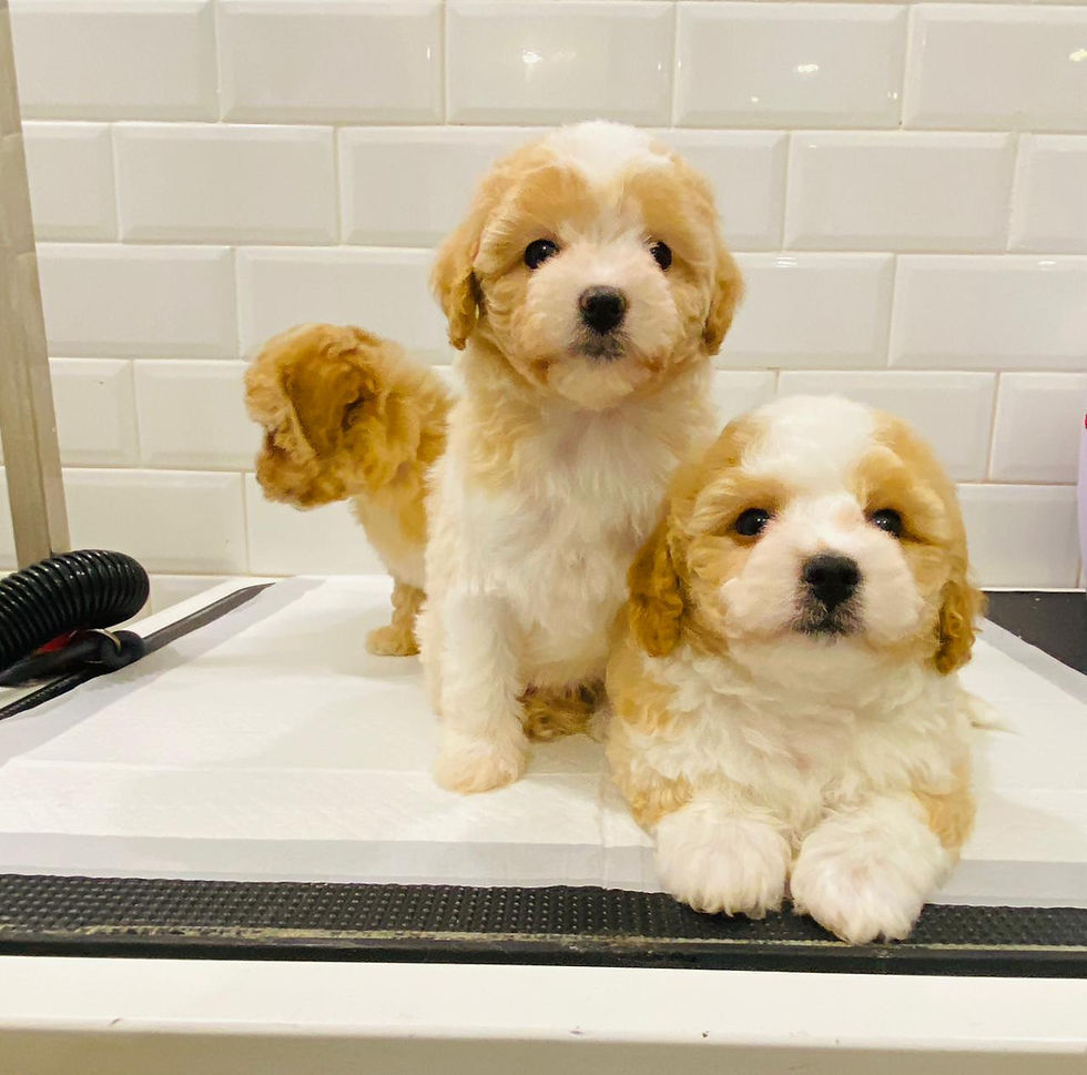 Миниатюра: Cutest Maltipoo Pups 3