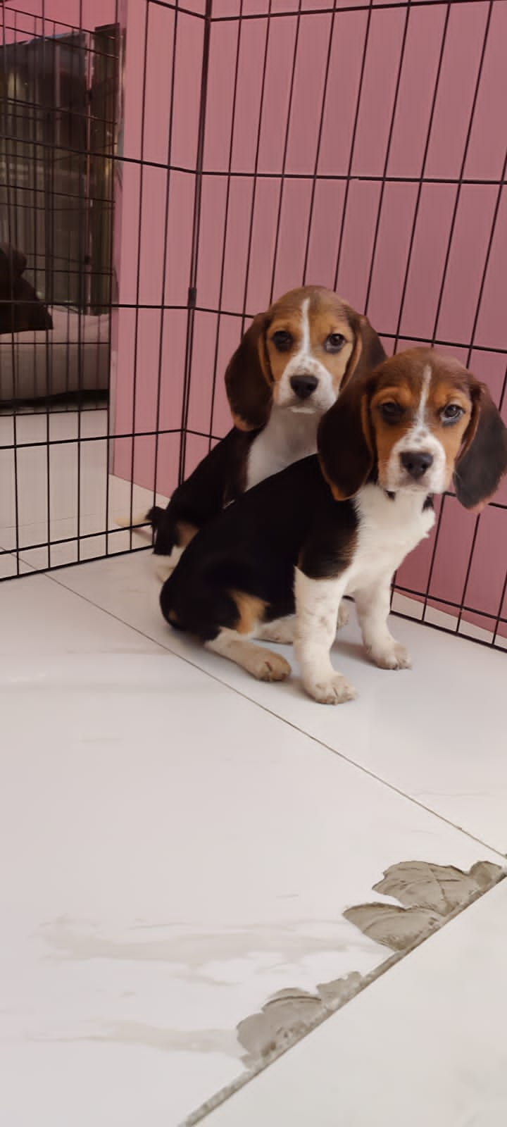 Miniature : Beagle Puppies 2