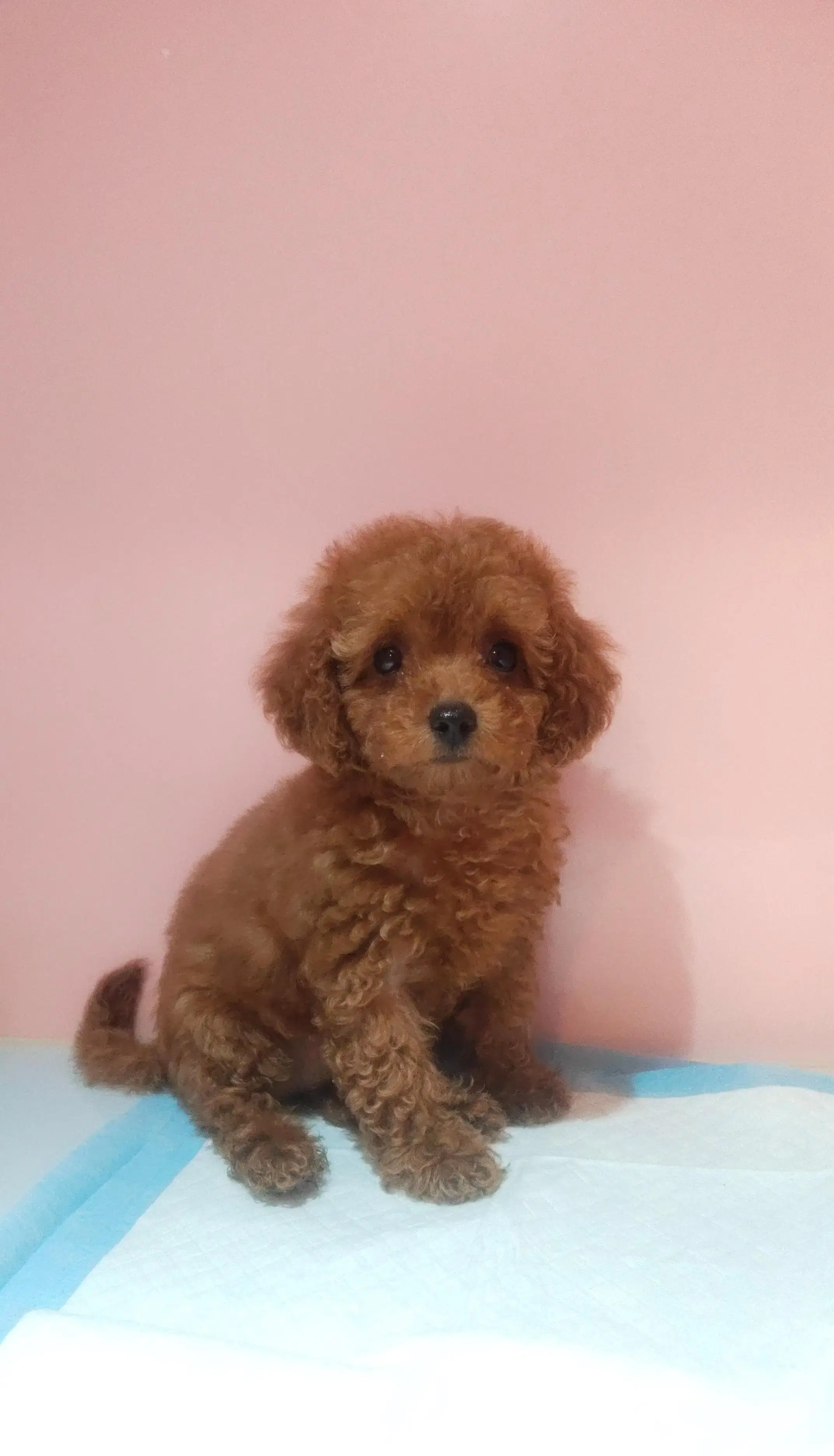 Apricot Toy Poodle Puppy
