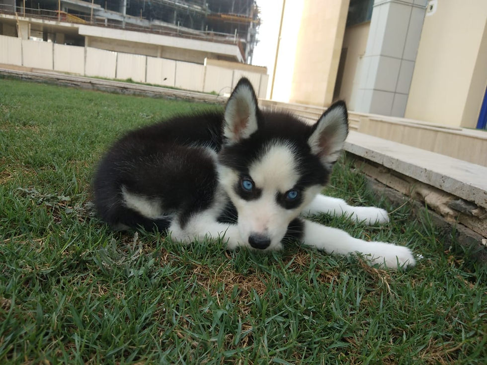 Miniature : Husky Male & Female Pups 10
