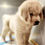Thumbnail: Golden Retriever Puppy 2