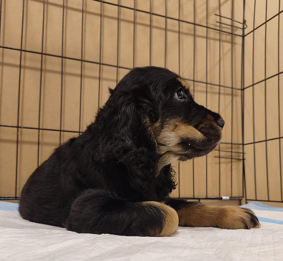 Thumbnail: English Cockier Spaniel 