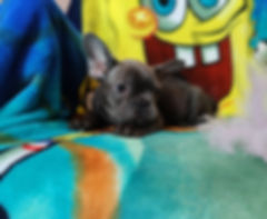 Blue french bulldog puppies 