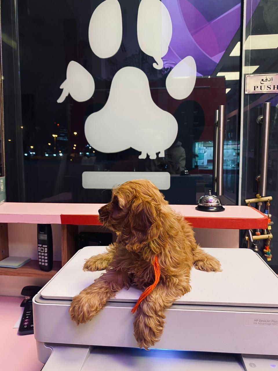 Thumbnail: Cocapoo Puppy