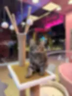 Red Brown Siberian Kitten for Sale in Dubai
