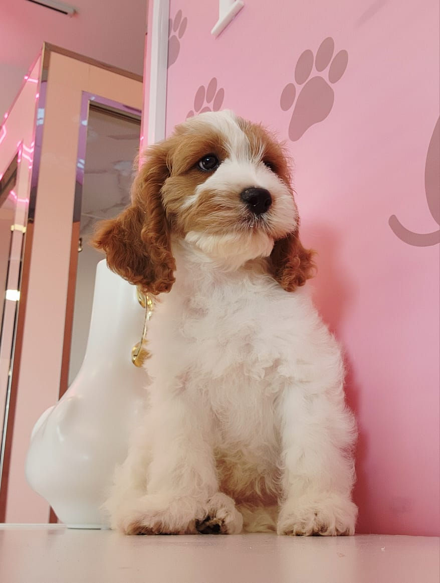 Miniature : Cocapoo Puppy 