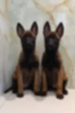Rich Mahogany Belgium Malinois Pups