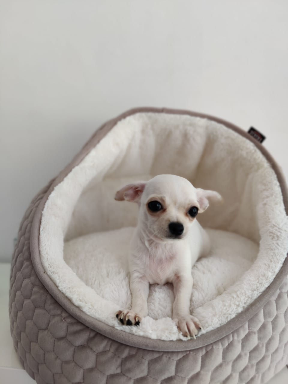 Long Hair Chihuahua Male puppy 1