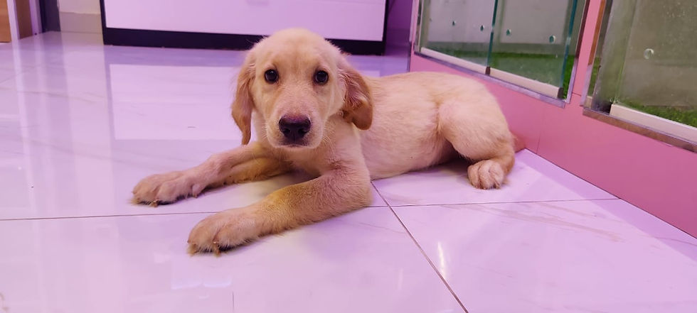 Miniature : Adorable Golden Retriever 7