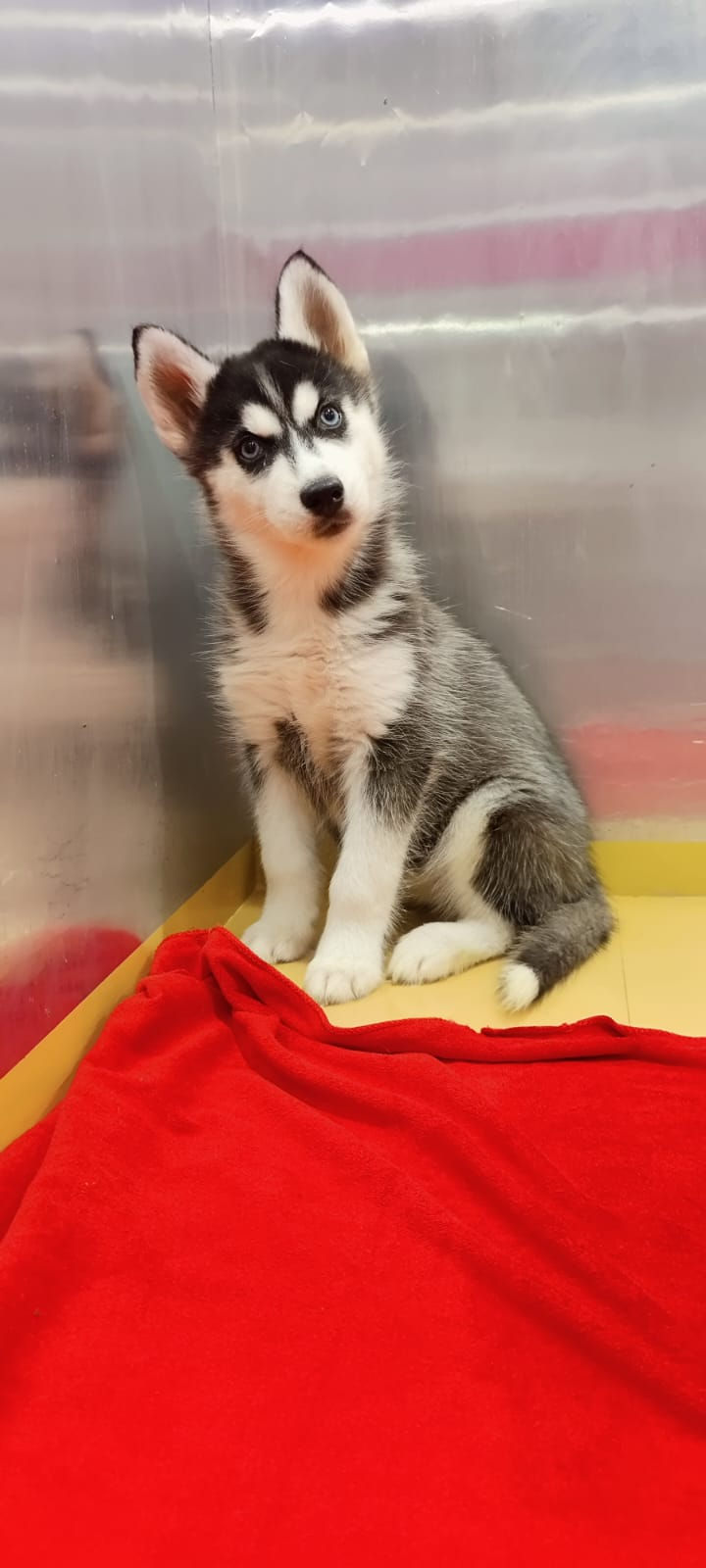 Miniature : Siberian husky puppies  2