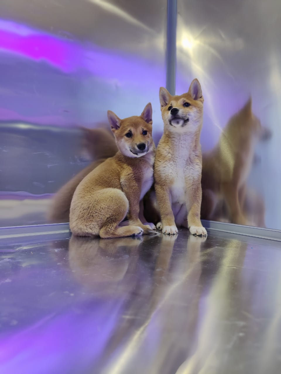 Thumbnail: Shiba Inu Puppies