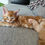 縮圖：Mainecoon Kittens 2