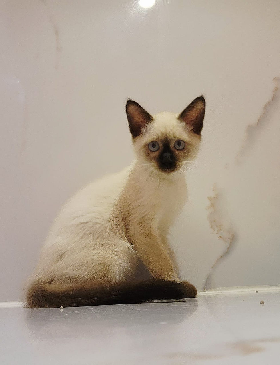 Siamese kittens