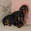 Thumbnail: Miniature Dachshund puppies 