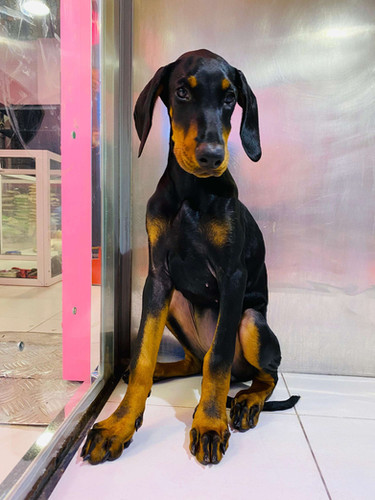 Doberman Girl Petholicks